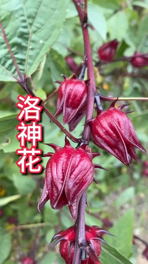 人们泡水喝的洛神花是玫瑰花吗